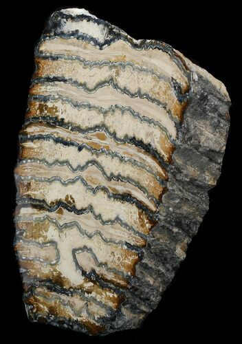 Polished Mammoth Molar Section - North Sea Deposits #44102